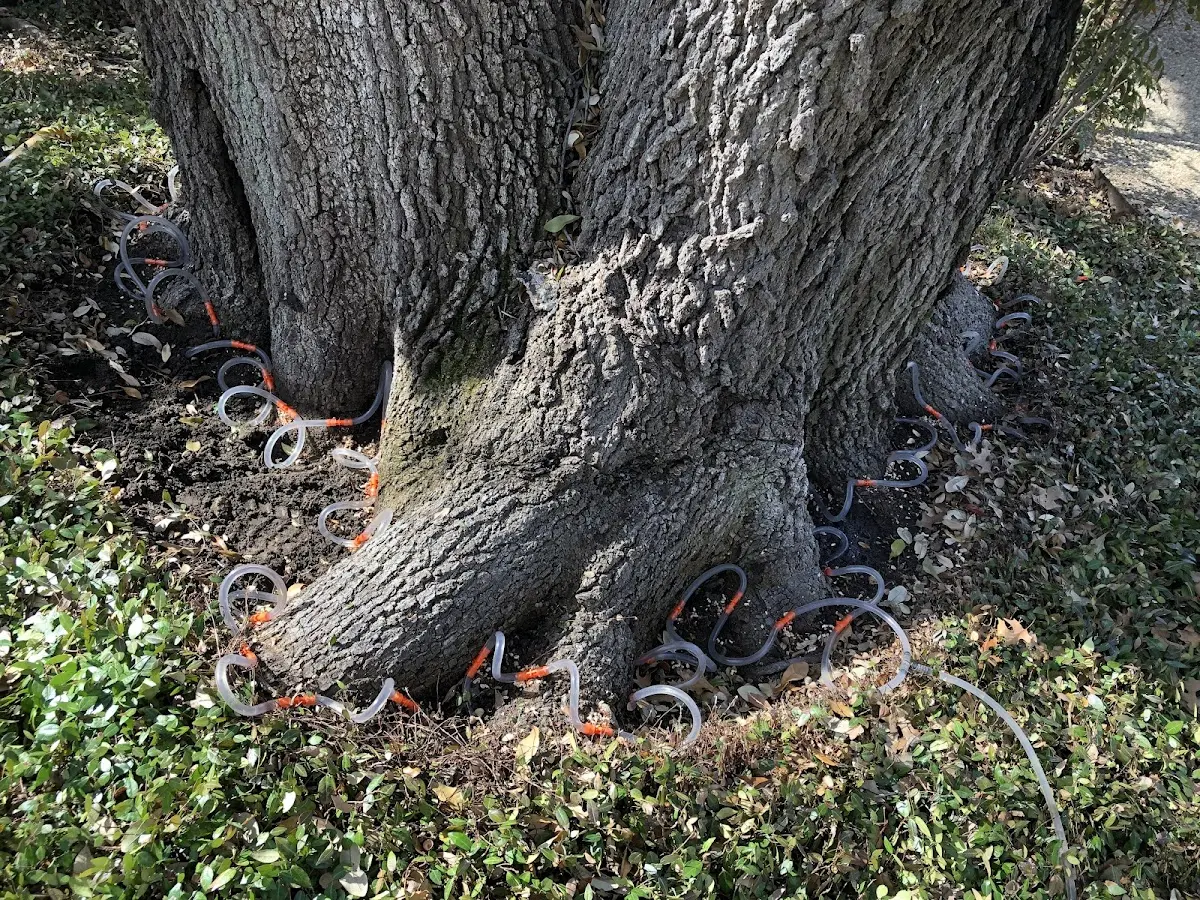 Detailed Tree Cabling and Bracing job site in Greenup