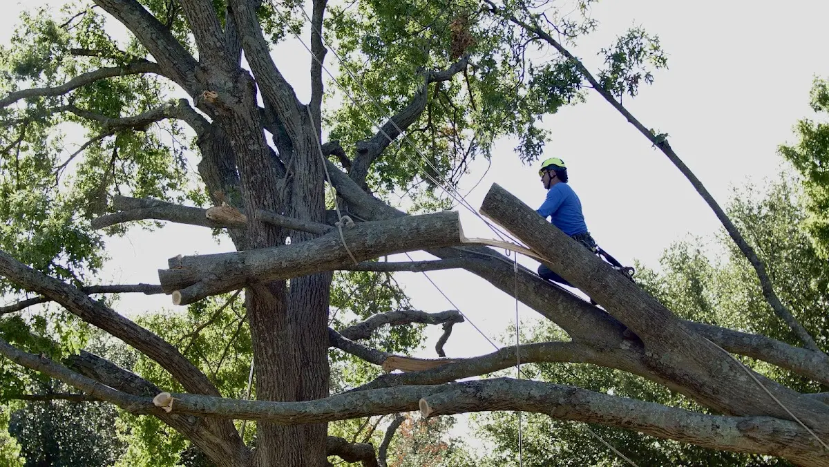 Professional Crown Thinning performed by certified arborists in Greenup