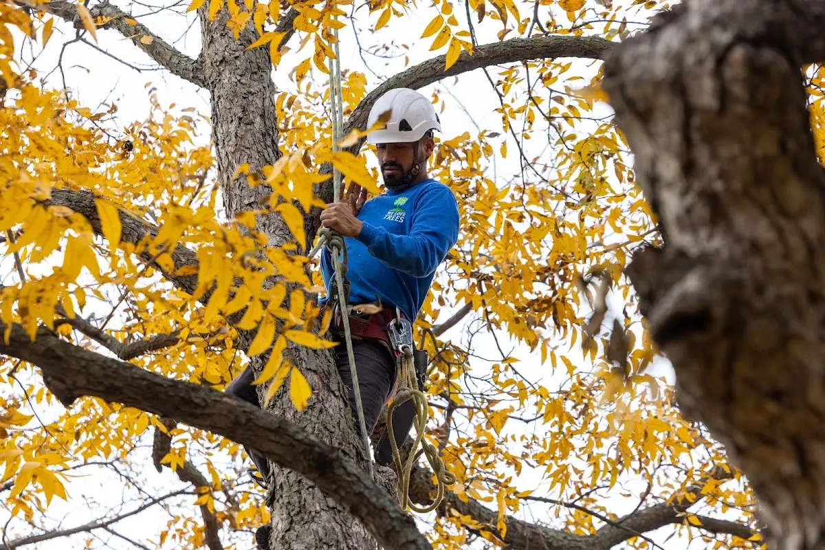 Skilled Tree Pruning crew working in Greenup